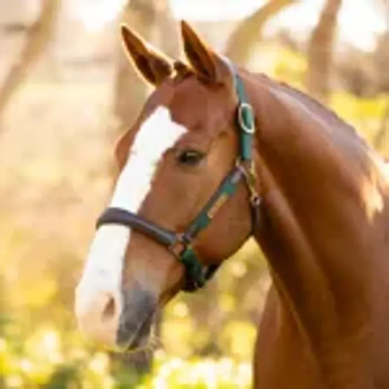 LeMieux Capella Headcollar - Cob - Spruce