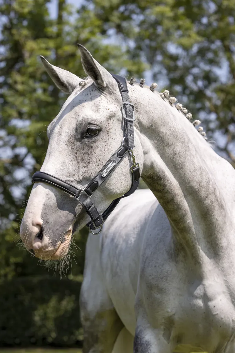 LeMieux Capella Headcollar - Pony - Grey-1